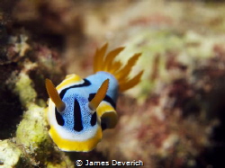 Nudi by James Deverich 